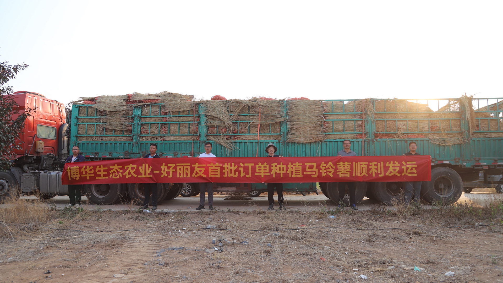 攜手夥伴聯融共贏，博華訂單式種植馬鈴薯喜獲豐收