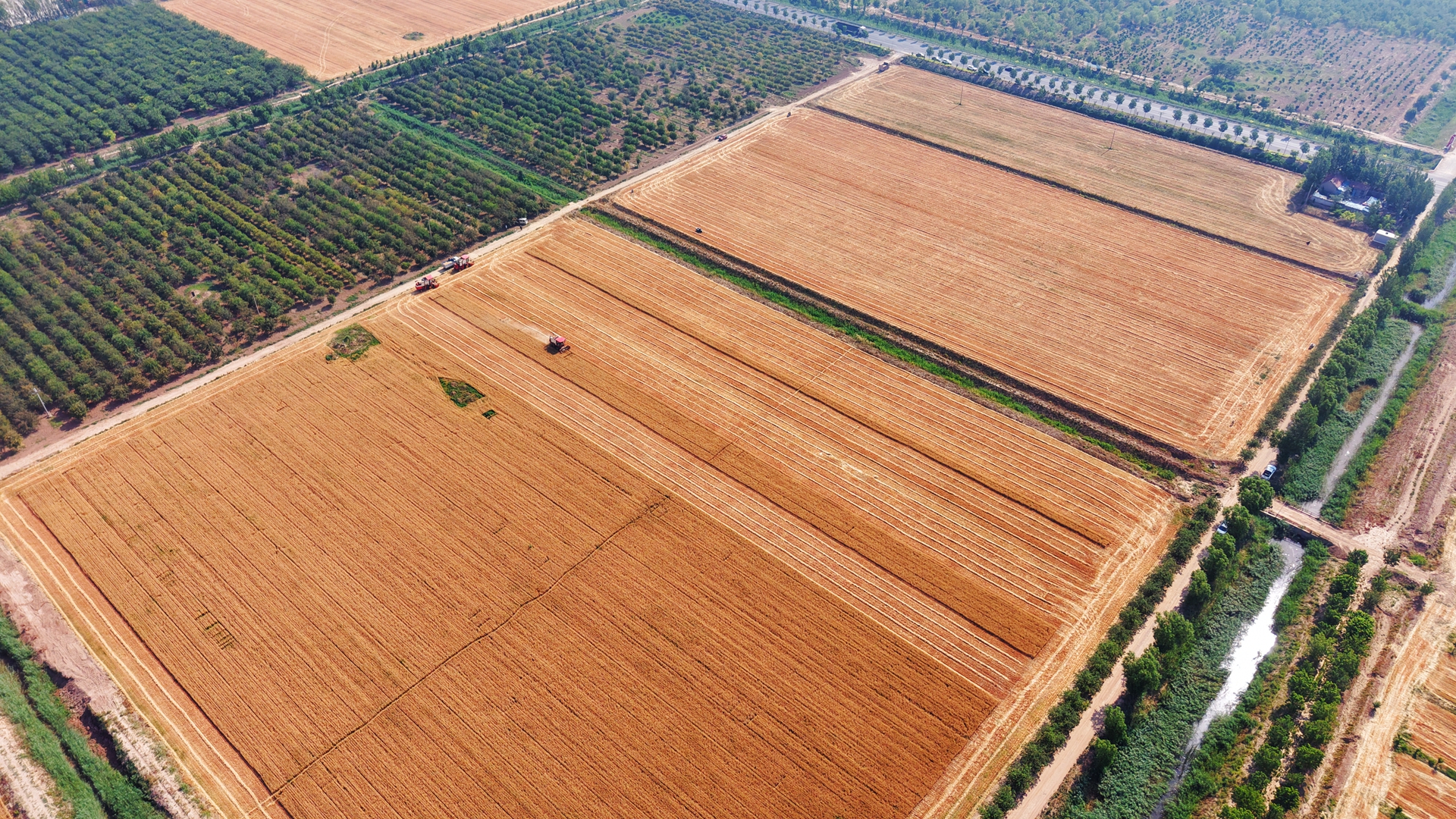 博華麥收會戰告捷，上下同心力保夏糧顆粒歸倉