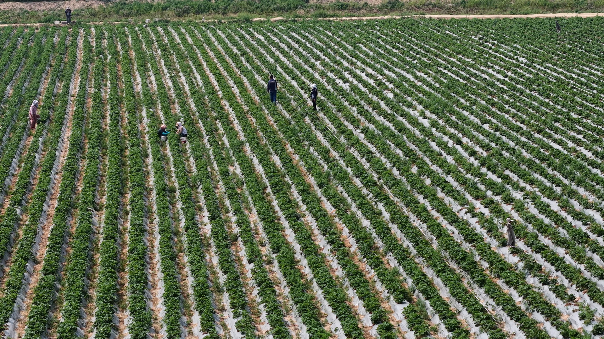 博華訂單農業繪就豐收新景，土地高質量運營賦能單產增收